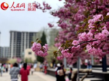 花开好时节北京顺义2021年樱花文化节开幕