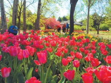 植物园20万株郁金香进入最佳观赏期观赏季持续至4月25日
