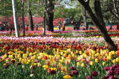 北京植物园郁金香进入最佳观赏期20万株鲜花正盛开