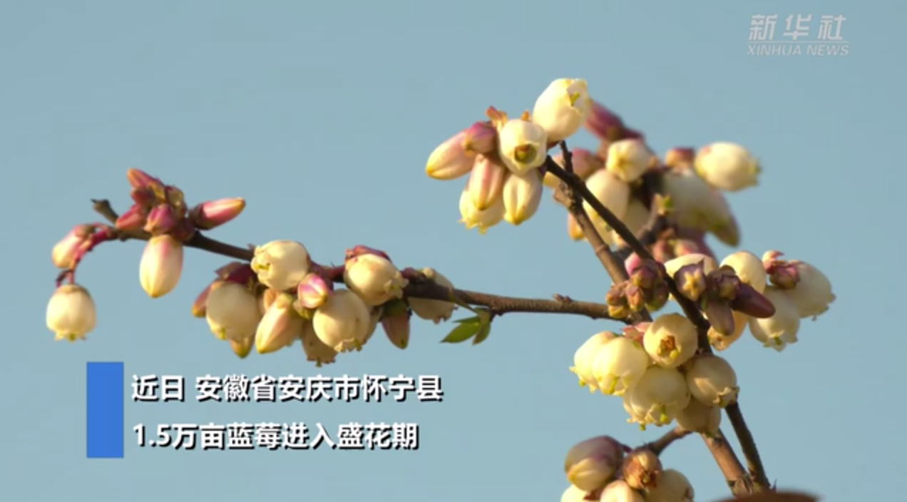 【“飞阅”中国】蓝莓花儿开