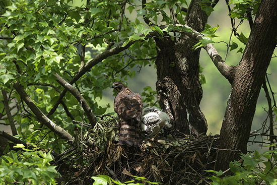 北京生态摄影师在江西大岗山记录到珍惜猛禽鹰雕繁殖画面