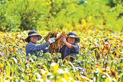 延庆：发展特色产业村庄增绿农民增收