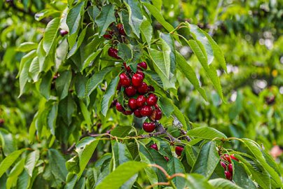 自然成熟京西南长阳农场近20个品种的樱桃进入最佳采摘期