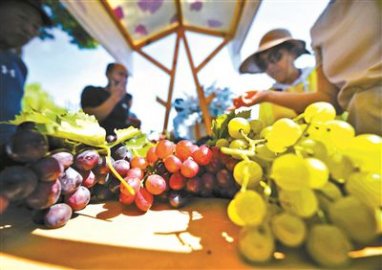 平谷区马坊镇第二届葡萄采摘季暨好物农旅市集开幕