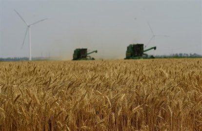 旱碱麦增产“步步高” 盐碱地变身大粮仓