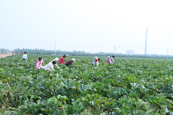 打造京城“南菜园”新发地商户组团在冀州区发展种植基地