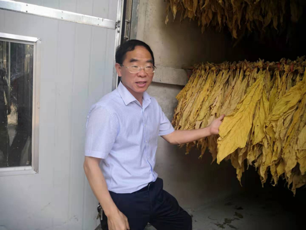 怀化市农业农村局总农艺师何青高对芷江县烟叶生产工作进行督导