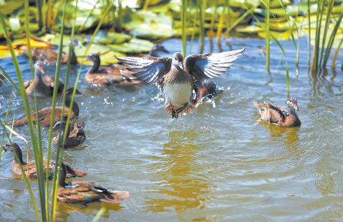 北京动物园助力副中心生态系统建设24只野生鸳鸯首次入住绿心