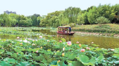 北京市属公园超六成荷花进入盛花期
