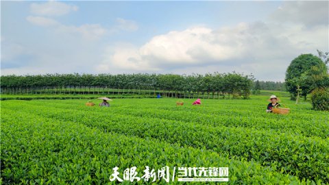 遵义凤冈：做靓绿色名片 发展生态农业