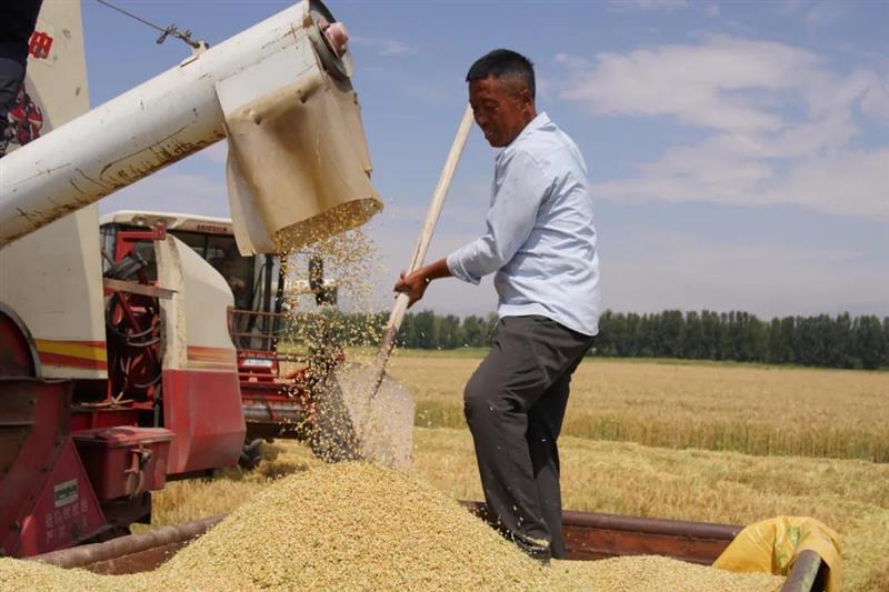 内蒙古河套灌区76万亩春小麦开镰收割