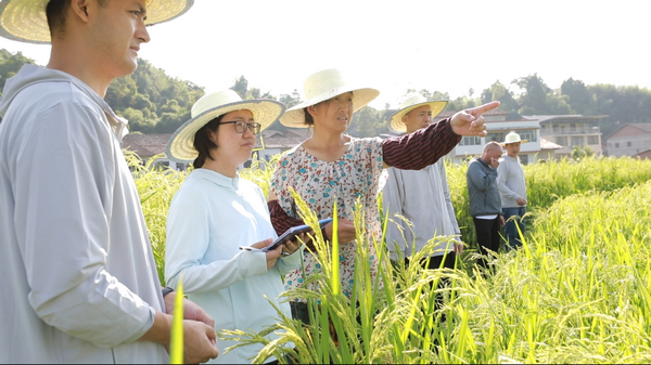 稻花香里迎丰年 振兴路上展笑颜——四川大竹2.7万亩水稻制种丰收在望