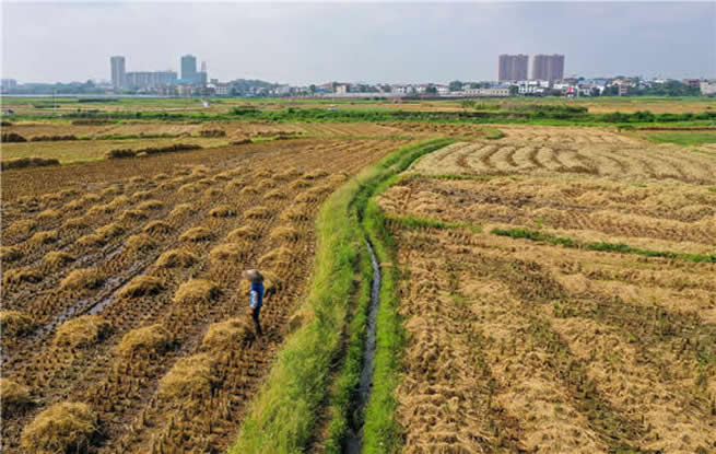 湖南道县：秸秆回收再利用