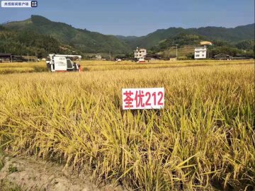 “上新”啦！福建再添一超级水稻新品种
