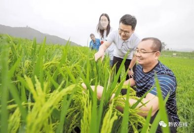 上半年贵州省农林牧渔业总产值同比增长8.5% 筑牢粮食安全防线 持续优化产业结