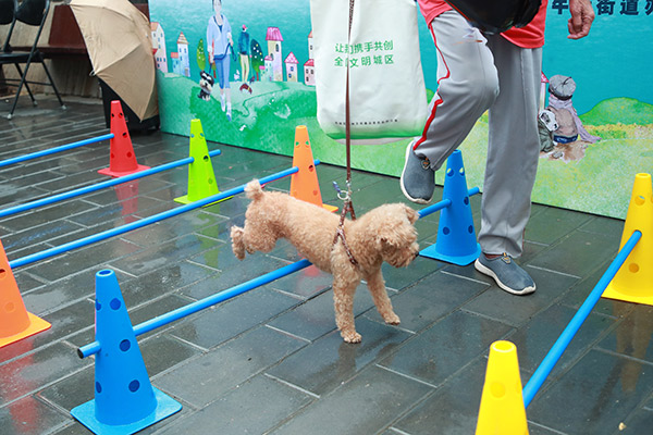 牛街街道：文明养犬不掉“链”