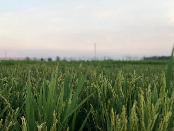 江苏盐城首批数字化种植水稻长势喜人