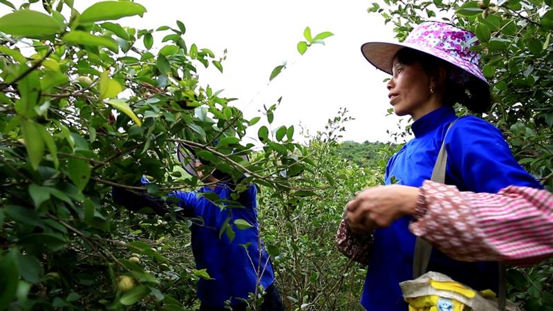 广西：小小山茶油，绘就乡村振兴大图景