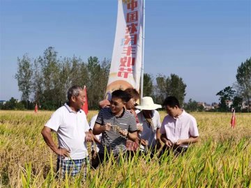 湖北汉川：稻田实收测产庆丰收