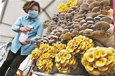 北京农民丰收节活动精彩纷呈:香椿做酱香未减甘薯细品甘不同