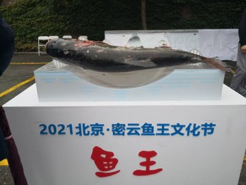 第十八届北京·密云鱼王文化节开幕超4