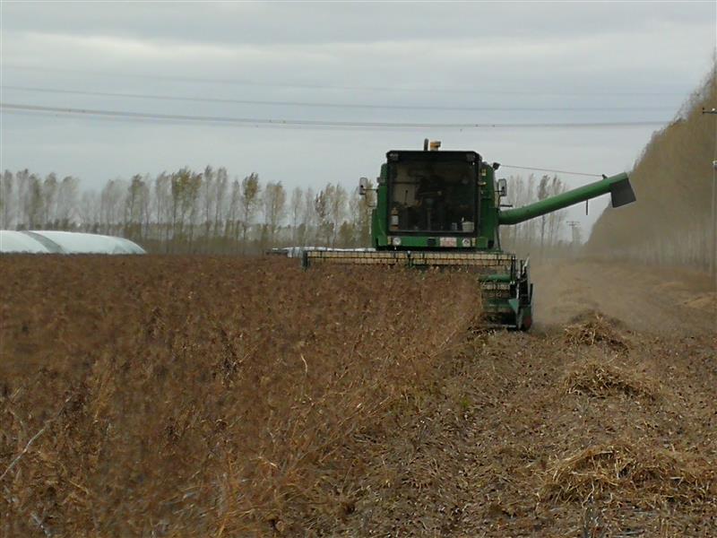 黑龙江大豆育种取得重大突破：5个品种平均亩产突破570斤