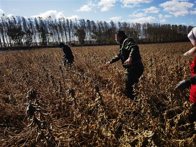 黑龙江大豆育种取得重大突破：5个品种平均亩产突破570斤