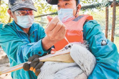 北京动物园水禽享受一条龙体检