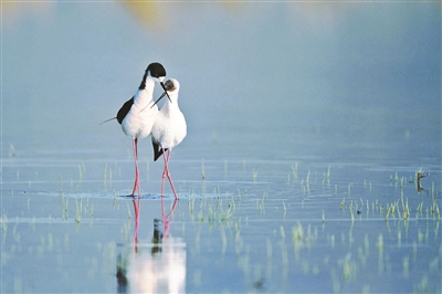 密云区拥有20种国家I级保护鸟类