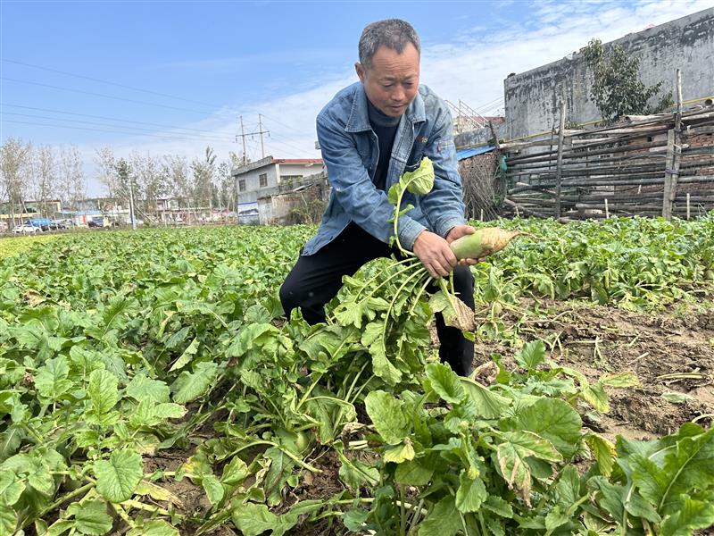 卫辉农民手拔万斤蔬菜捐给山西灾区