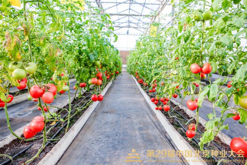 北京市丰台区世界种子大会品种展示基地迎来种业盛会