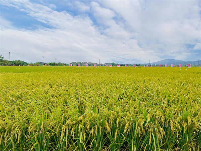 2021年广东丝苗米产业高质量发展大会开平举办