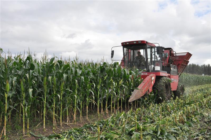 2.6亿穗玉米带“鲜气儿”2万多农民巧增收