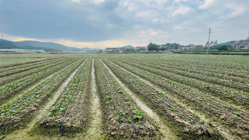 广东省“菜篮子”蔬菜基地积极响应“保供稳价安心”倡议书