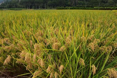 “浙优21”水稻在福建再获高产