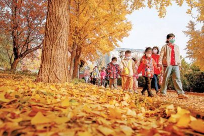 北京千余公园景区最大限度保留秋景缓扫落叶方便市民亲近自然