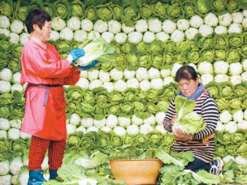 玉田供京蔬菜成乡村振兴王牌产业25万吨冬储白菜供北京