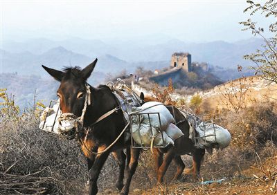 骡马运料加固长城密云三座明长城敌台完成抢险修复