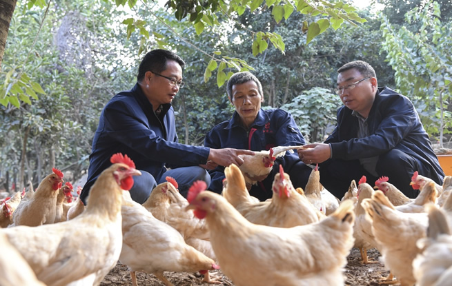 广西兴业：三黄鸡成乡村振兴“致富鸡”