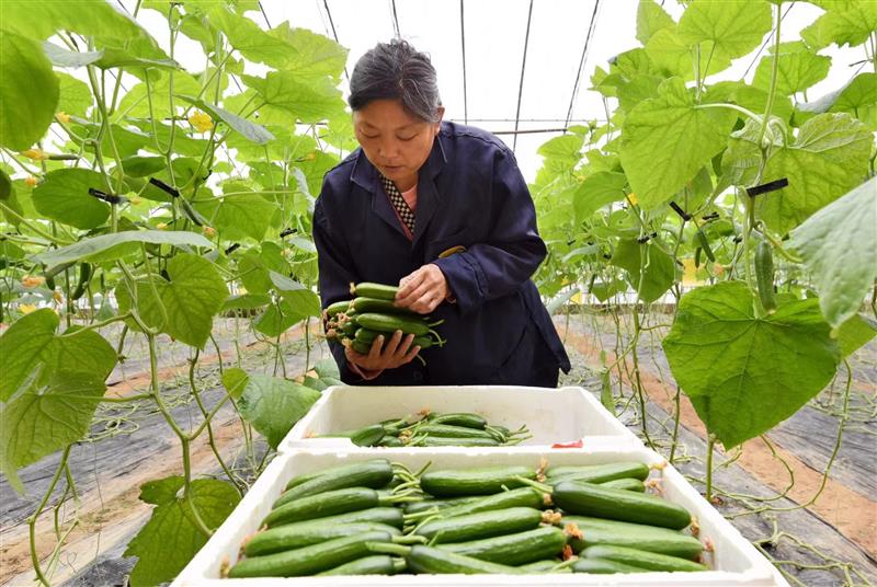 河南洛阳孟津区“菜篮子”汇成大产业