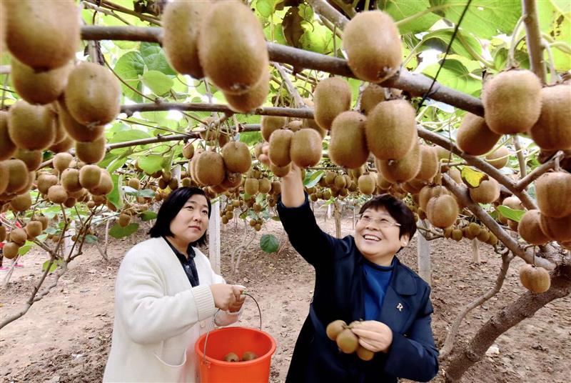 河南洛阳孟津区“菜篮子”汇成大产业