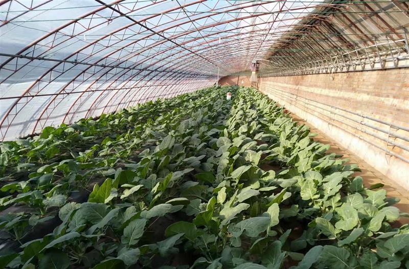 北京地区冬季蔬菜稳产保供技术指导意见