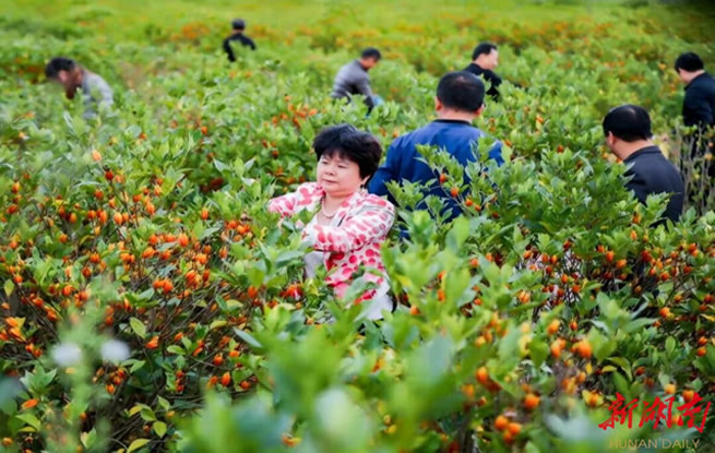 收购价格涨了，种栀农民乐了——屈原管理区海泰博农栀子花种植基地见闻