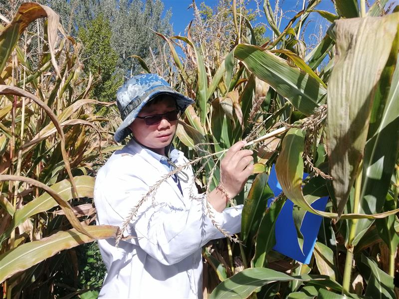 高原籽粒玉米试种取得突破进展