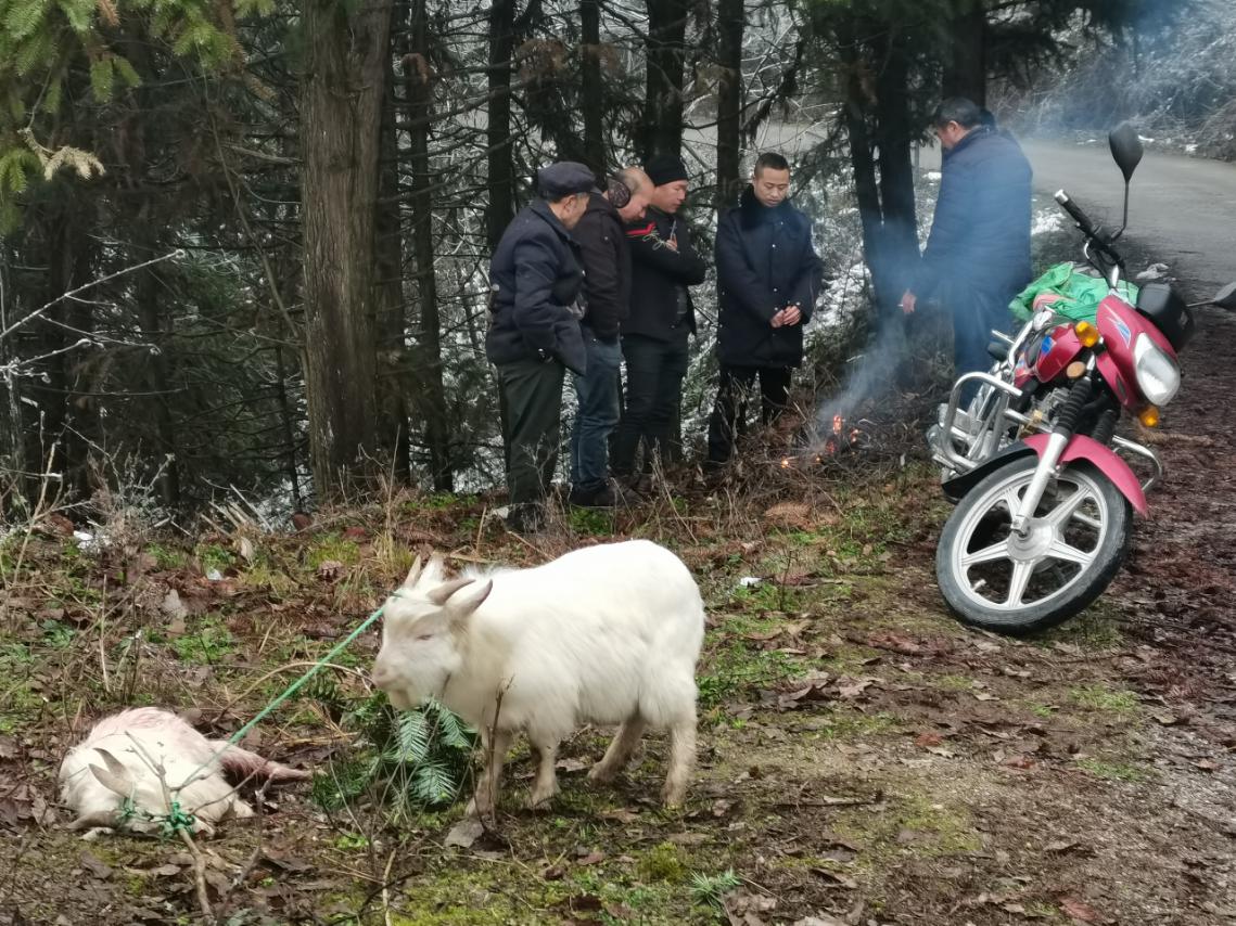 贵州镇远：两犬顽劣咬死羊引发纠纷 警方接到报警成功调解