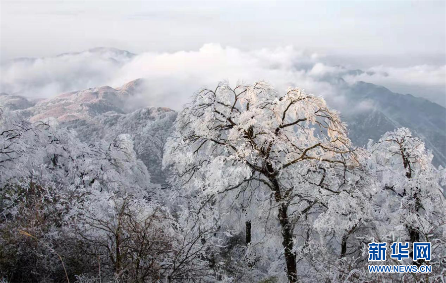 春季到广西来看雪