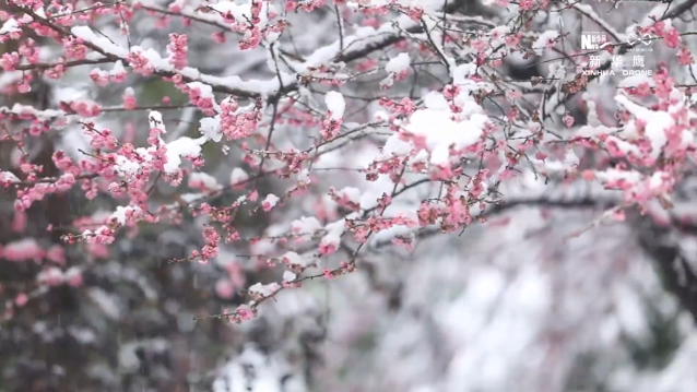 【“飞阅”中国】红梅傲雪报春来