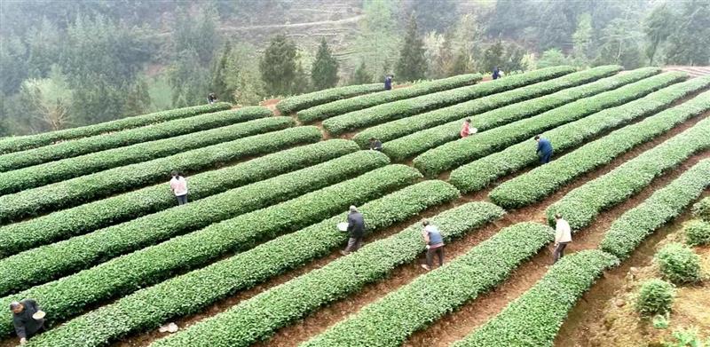 四川省通江县7万余亩茶园首批春茶开采