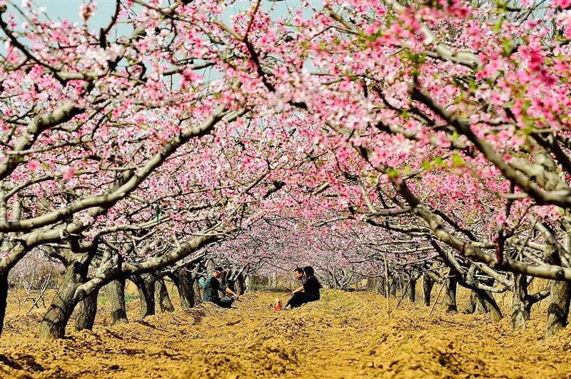 百花绽放黄河畔 “花经济”助力乡村振兴