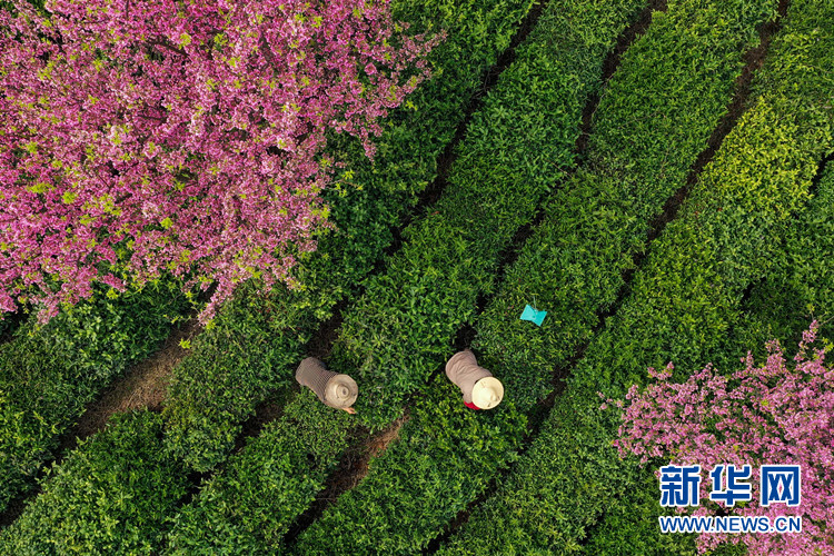 【“飞阅”中国】茶园樱花绿映红